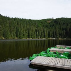 un lago en medio de un bosque